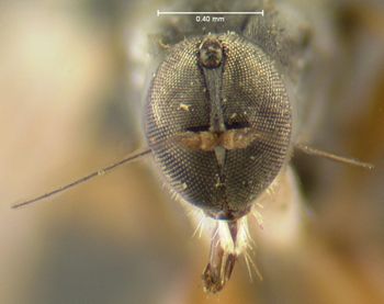 Media type: image;   Entomology 13059 Aspect: head frontal view